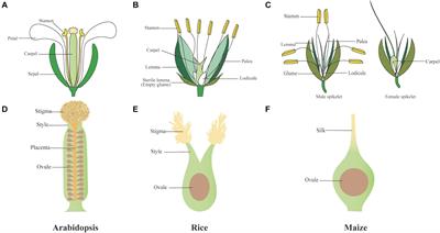 Molecular Control of Carpel Development in the Grass Family